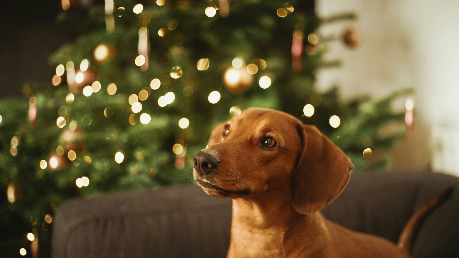 Pawsome New Years Eve Pawsome New Years Eve