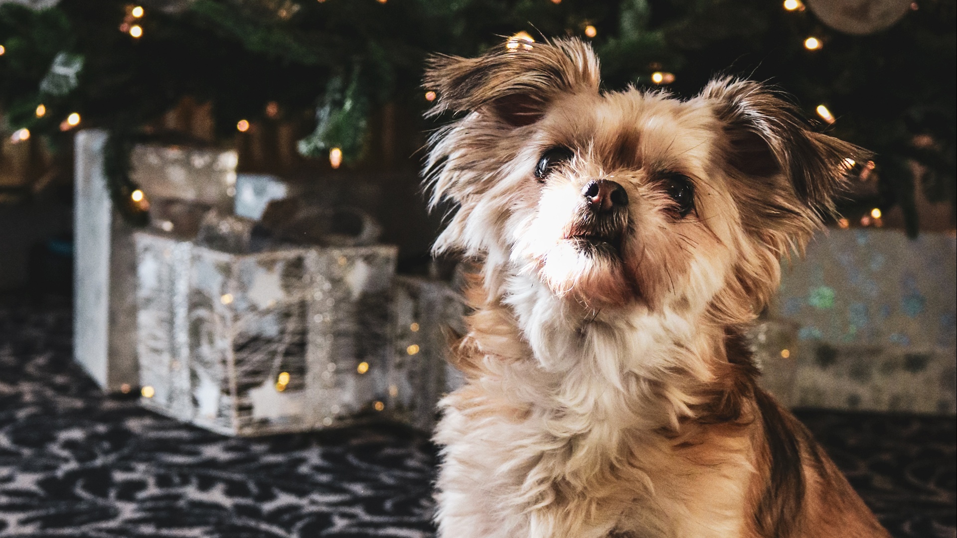Xmas Dog